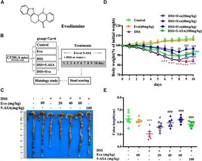 Evodiamine Attenuates Experimental Colitis Injury Via Activating Autophagy and Inhibiting NLRP3 Inflammasome Assembly